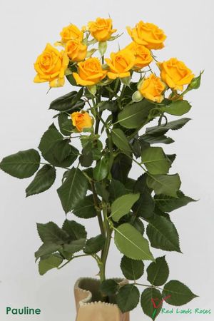 ROSE BR. PAULINE 40